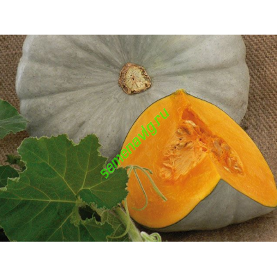 Сампсон F1, 500 семян, ENZ ZADEN (Голландия)