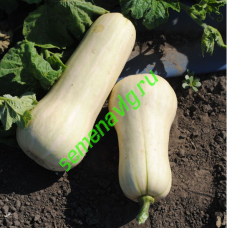 Хавана F1, 500 семян, ENZA ZADEN (Голландия)