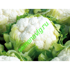 Концепт F1, 2500 семян, ENZA ZADEN (Голландия)