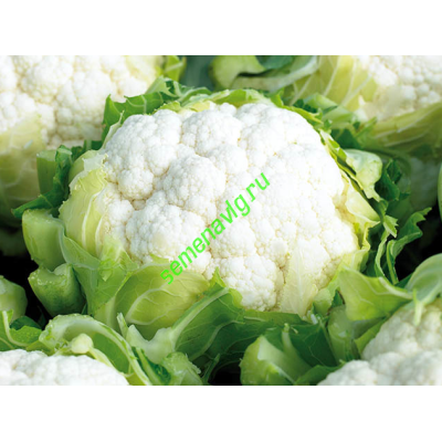 Концепт F1, 2500 семян, ENZA ZADEN (Голландия)