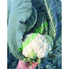 Синерджи F1, 2500 семян, ENZA ZADEN (Голландия)