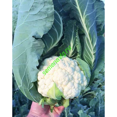 Синерджи F1, 2500 семян, ENZA ZADEN (Голландия)