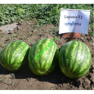 Барака F1, 1000 семян, SYNGENTA (Швейцария)