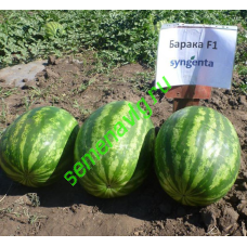 Барака F1, 1000 семян, SYNGENTA (Швейцария)