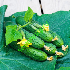 Спино F1, 500 семян, SYNGENTA (Швейцария)