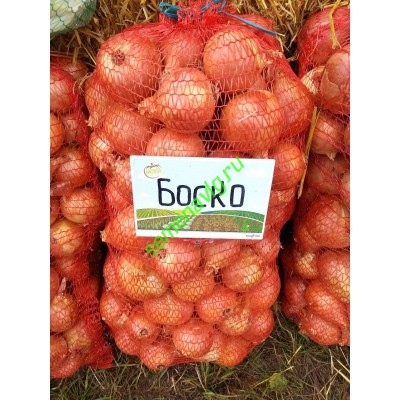 Боско F1, 250 000 семян, SYNGENTA (Швейцария)