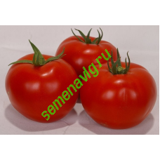 Вольверин F1, 1000 семян, SYNGENTA (Швейцария)