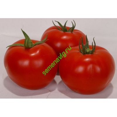 Вольверин F1, 1000 семян, SYNGENTA (Швейцария)