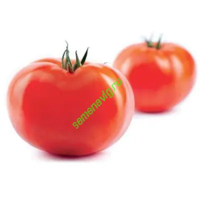 Квалитет F1, 500 семян, SYNGENTA (Швейцария)