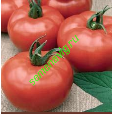 Шибик F1, 500 семян,  GAVRISH (Россия)