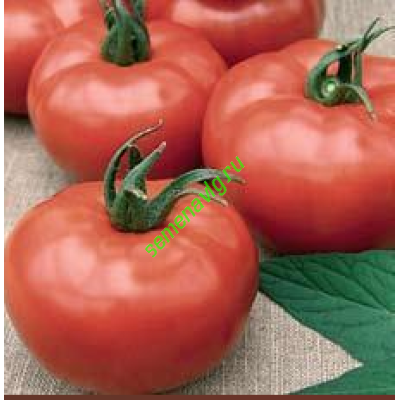 Шибик F1, 500 семян,  GAVRISH (Россия)