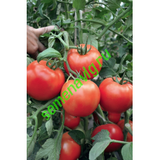 Хабль F1, 1000 семян,  GAVRISH (Россия)