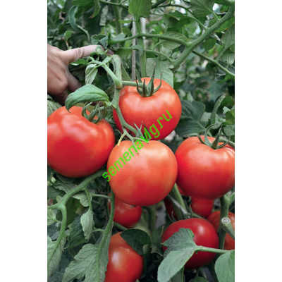 Хабль F1, 1000 семян,  GAVRISH (Россия)