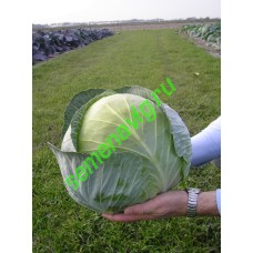 Транзам F1, 2500 семян, Bejo (Нидерланды)