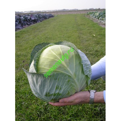 Транзам F1, 2500 семян, Bejo (Нидерланды)