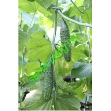 Эстафета F1, 100 семян,  GAVRISH (Россия)