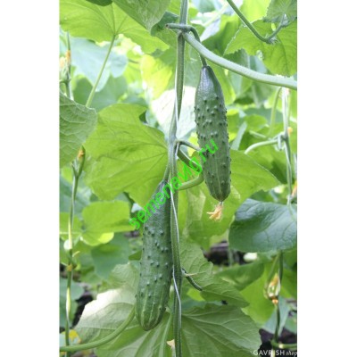 Эстафета F1, 100 семян,  GAVRISH (Россия)