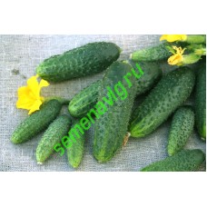 Щедрик F1, 500 семян,  GAVRISH (Россия)