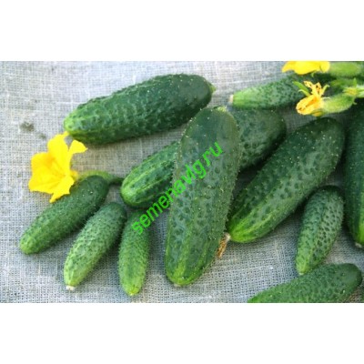 Щедрик F1, 500 семян,  GAVRISH (Россия)