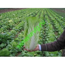 Таранко F1, 2500 семян, Bejo (Нидерланды)