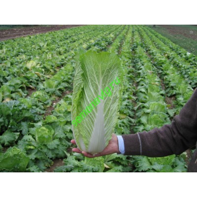 Таранко F1, 2500 семян, Bejo (Нидерланды)