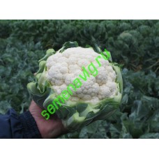 Фарго F1, 2500 семян, Bejo (Нидерланды)