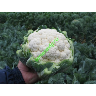 Фарго F1, 2500 семян, Bejo (Нидерланды)