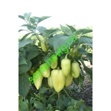 Эривань F1, 1000 семян,  GAVRISH (Россия)