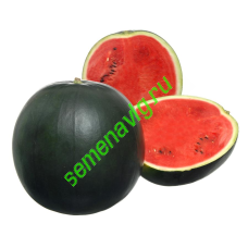 Мулат F1, 1000 семян, Sakata (Япония) Мулат F1, 1000 семян, Sakata (Япония)