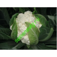 Фламенко F1, 2500 семян, Bejo (Нидерланды)