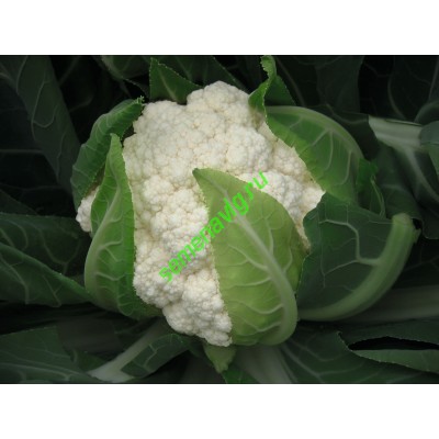 Фламенко F1, 2500 семян, Bejo (Нидерланды)