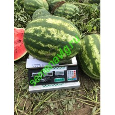 Тюрк F1, 1000 семян, Sakata (Япония)