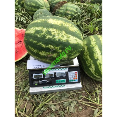 Тюрк F1, 1000 семян, Sakata (Япония)