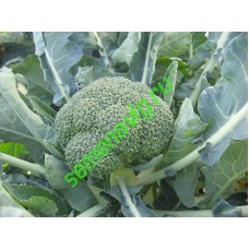 Фиеста F1, 2500 семян, Bejo (Нидерланды)