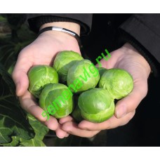 Франклин F1, 2500 семян, Bejo (Нидерланды)