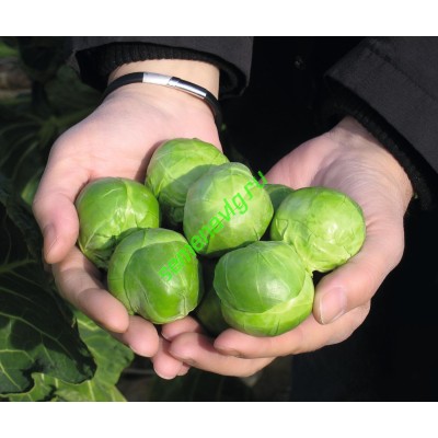 Франклин F1, 2500 семян, Bejo (Нидерланды)