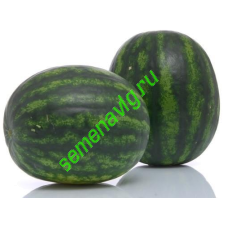 Сармат F1, 1000 семян, Sakata (Япония) Сармат F1, 1000 семян, Sakata (Япония)