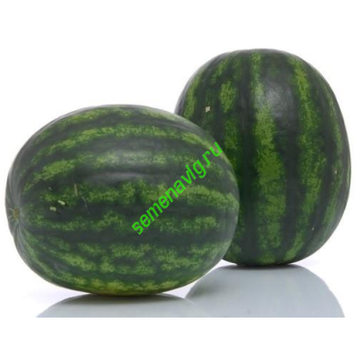 Сармат F1, 1000 семян, Sakata (Япония) Сармат F1, 1000 семян, Sakata (Япония)