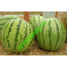 Регус F1, 1000 семян, Sakata (Япония) Регус F1, 1000 семян, Sakata (Япония)