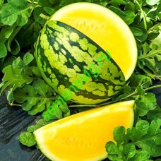 Еллоу Баттеркап F1, 1000 семян, Sakata (Япония) Еллоу Баттеркап F1, 1000 семян, Sakata (Япония)