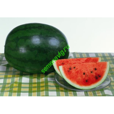 Шуга Деликата F1, 1000 семян, Sakata (Япония) Шуга Деликата F1, 1000 семян, Sakata (Япония)