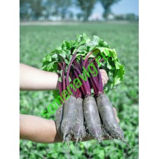 Таунус F1, 50000 семян, Bejo (Нидерланды)