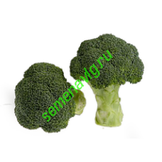 Грин Меджик F1, 2500 семян, Sakata (Япония)