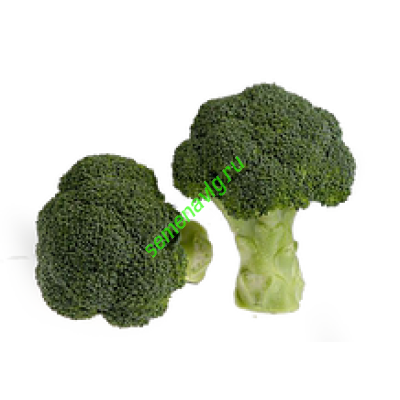 Грин Меджик F1, 2500 семян, Sakata (Япония) Грин Меджик F1, 2500 семян, Sakata (Япония)