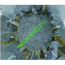 Партенон F1, 2500 семян, Sakata (Япония)