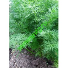 Укроп Изумруд, 1 кг,  GAVRISH (Россия)