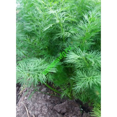 Укроп Изумруд, 1 кг,  GAVRISH (Россия)