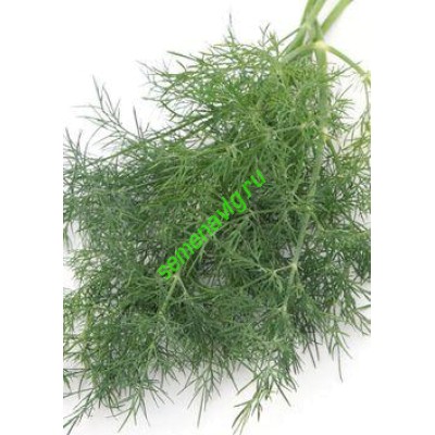 Укроп Алмаз, 1 кг,  GAVRISH (Россия)