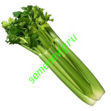 Сельдерей Потенциал, 1 кг,  GAVRISH (Россия)
