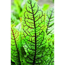 Щавель Хамелеон, 1 кг,  GAVRISH (Россия)